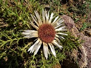14 Carlina acaulis (Carlina bianca) in piena fioritura
